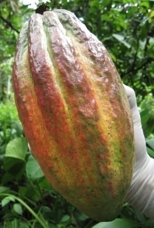 Processamento industrial elimina flavonóides do cacau
