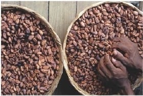 Composto do cacau tem efeitos comparáveis aos da penicilina
