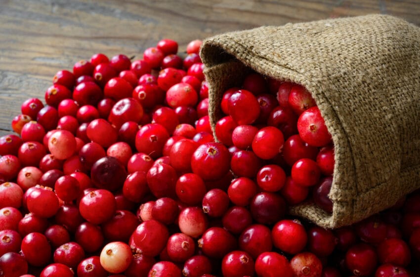 Cranberry Previne Infecção do Trato Urinário