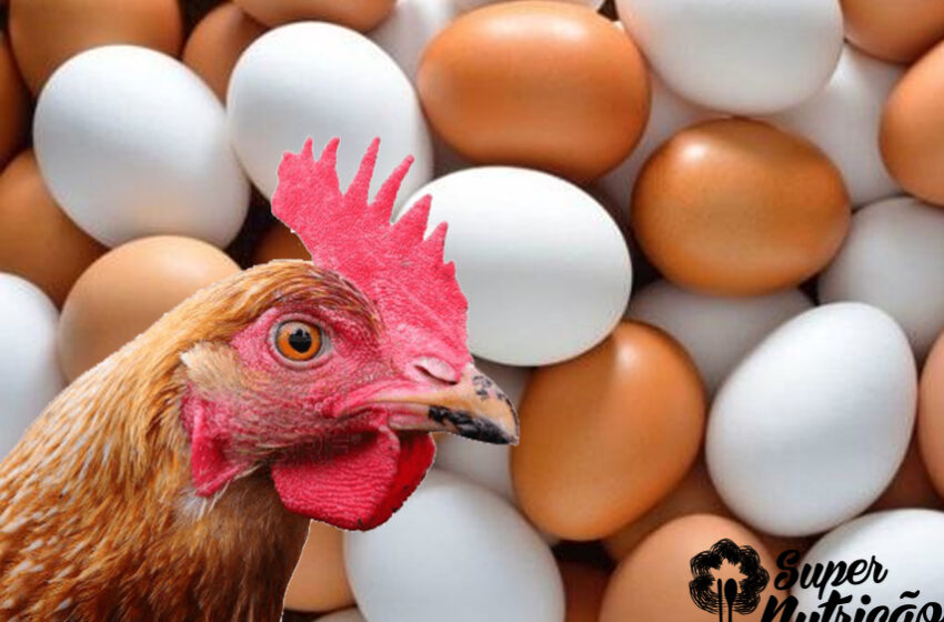  Ovo de Galinha: Benefícios e a Polêmica do Colesterol