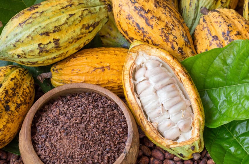 Benefícios do Cacau Cru e Como Consumir