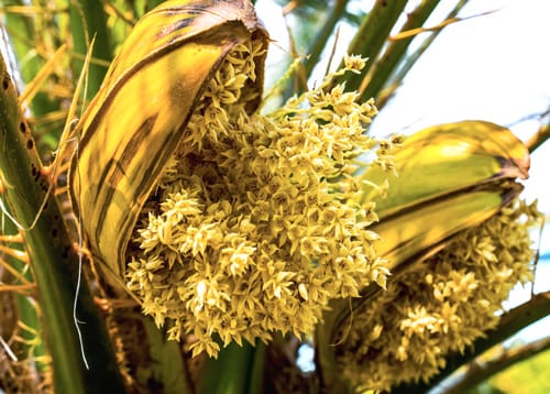 O que é Coco Aminos e seus Benefícios