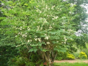 Árvore Moringa Oleifera