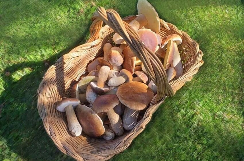 Benefícios do Cogumelo Funghi