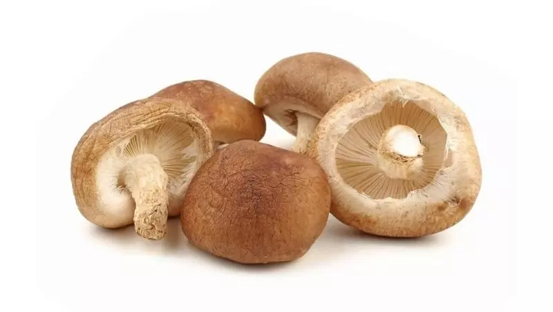 Benefícios do Cogumelo Shitake